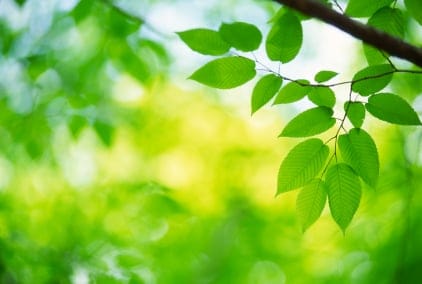 traditional chinese medicine
