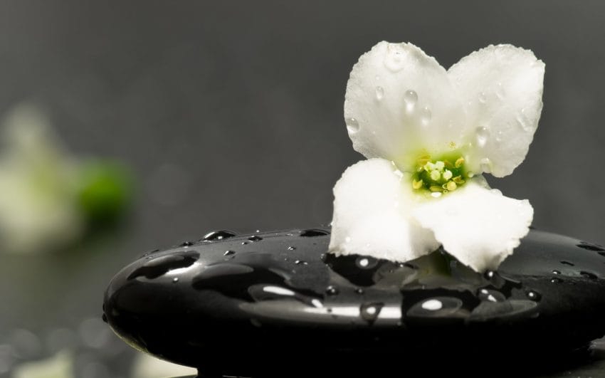 Flower on a Rock